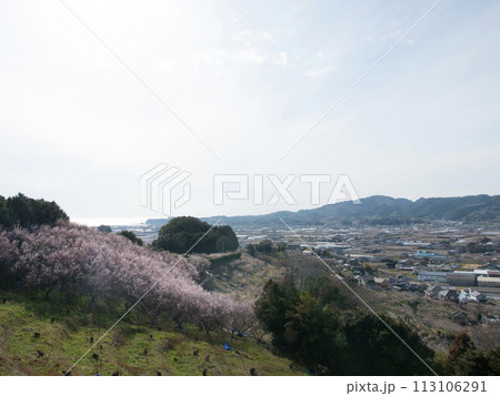 南部梅林 南部梅林 113106291