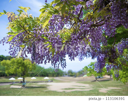 藤棚　四季の郷 113106391