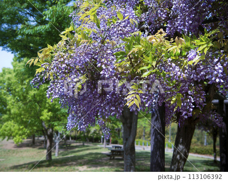 藤棚　四季の郷 113106392