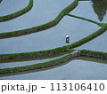 あらぎ島　田植え 113106410