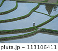 あらぎ島　田植え 113106411