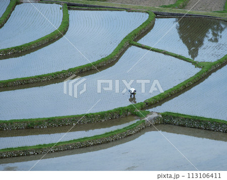 あらぎ島　田植え 113106411