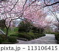 梱岡公園　桜 113106415