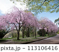 梱岡公園　桜 113106416