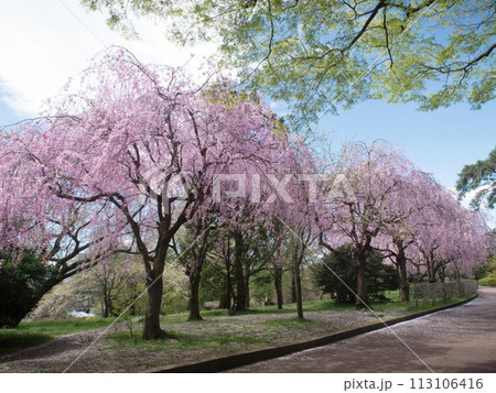 梱岡公園　桜 113106416