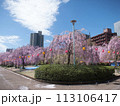 梱岡公園　桜 113106417