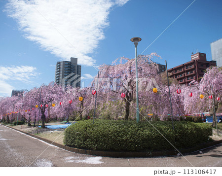 梱岡公園　桜 113106417