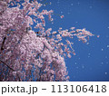 梱岡公園　桜 113106418