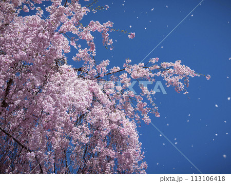 梱岡公園　桜 113106418