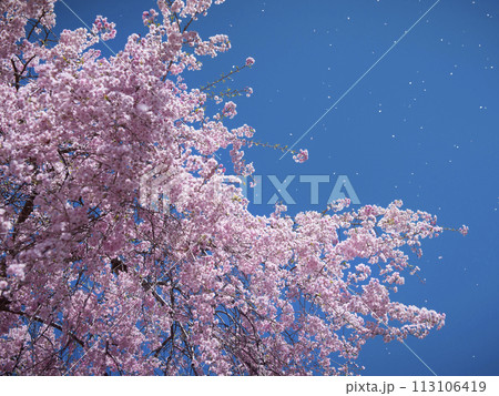 梱岡公園 桜 梱岡公園 桜 113106419
