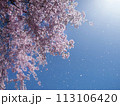 梱岡公園　桜 113106420