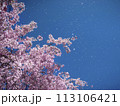 梱岡公園　桜 113106421