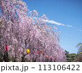 梱岡公園　桜 113106422