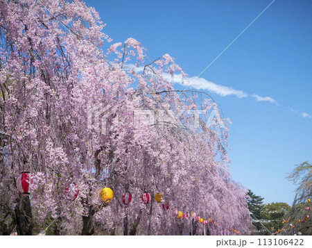 梱岡公園　桜 113106422