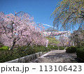 梱岡公園　桜 113106423