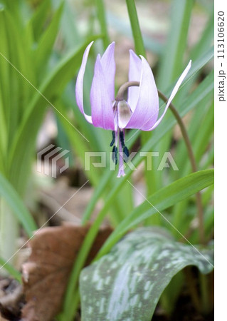 カタクリの花 113106620