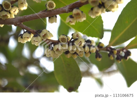 春に咲くヒサカキの花 113106675