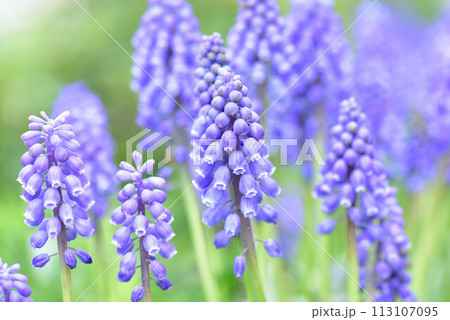 ブドウヒアシンス ブドウヒアシンス 113107095