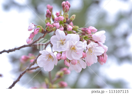 花見日和 113107115