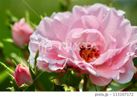 Soft pink rose Bonica and buds with dew drops in the garden. Perfect for background of greeting cards 113107172