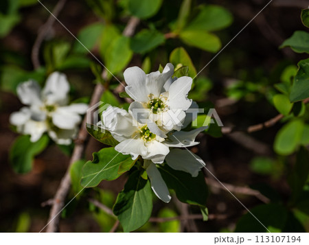 春に白い花を咲かせるリキュウバイ(利休梅) 春に白い花を咲かせるリキュウバイ(利休梅) 113107194