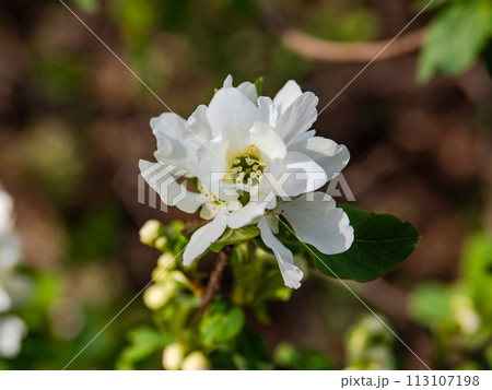 春に白い花を咲かせるリキュウバイ(利休梅) 春に白い花を咲かせるリキュウバイ(利休梅) 113107198