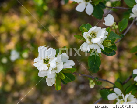 春に白い花を咲かせるリキュウバイ(利休梅) 春に白い花を咲かせるリキュウバイ(利休梅) 113107199