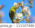 春の野鳥、梅とメジロ 113107486
