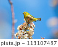 青空バックに満開の白梅の花の蜜を吸うメジロ 113107487