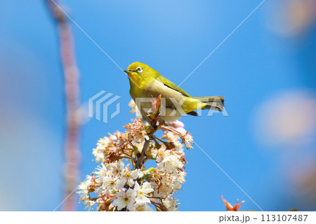 青空バックに満開の白梅の花の蜜を吸うメジロ 113107487