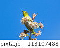 青空と梅の花とメジロ 113107488