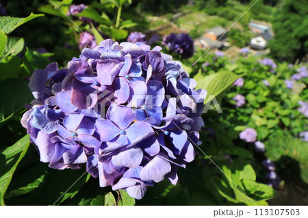 青い紫陽花　【千葉県茂原市服部農園あじさい屋敷にて】 113107503