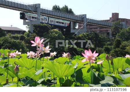 古代蓮と千葉都市モノレール　【千葉県千葉市千葉公園にて】 113107596