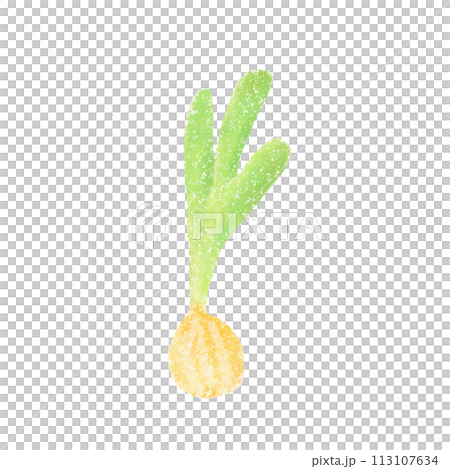 かわいい玉ねぎの苗 イラスト かわいい玉ねぎの苗 イラスト 113107634