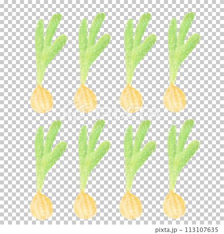 かわいい玉ねぎの苗 イラスト 113107635