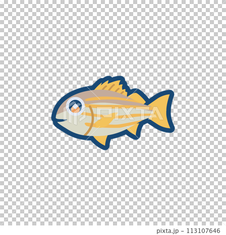 かわいいスジミゾイサキのイラスト かわいいスジミゾイサキのイラスト 113107646
