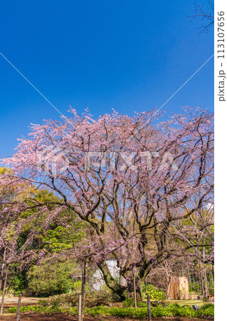 （東京都）六義園の枝垂れ桜 113107656