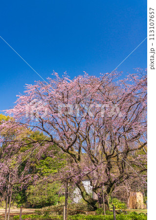 （東京都）六義園の枝垂れ桜 113107657