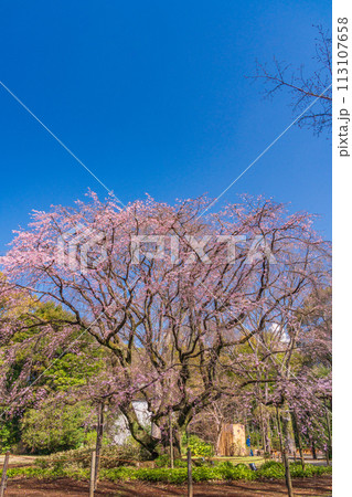 （東京都）六義園の枝垂れ桜 113107658