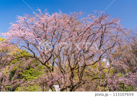 （東京都）六義園の枝垂れ桜 113107659