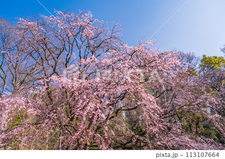 （東京都）六義園の枝垂れ桜 113107664