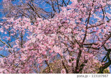 (東京都)六義園の枝垂れ桜 (東京都)六義園の枝垂れ桜 113107667