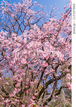 （東京都）六義園の枝垂れ桜 113107668