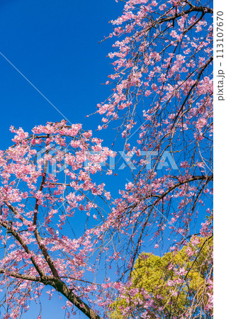 (東京都)六義園の枝垂れ桜 (東京都)六義園の枝垂れ桜 113107670