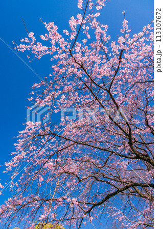 （東京都）六義園の枝垂れ桜 113107672