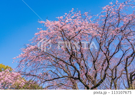 （東京都）六義園の枝垂れ桜 113107675