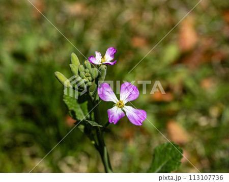 咲き始めたハマダイコン(浜大根)の花 咲き始めたハマダイコン(浜大根)の花 113107736