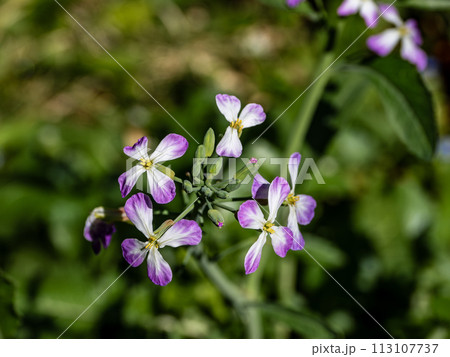 咲き始めたハマダイコン(浜大根)の花 咲き始めたハマダイコン(浜大根)の花 113107737