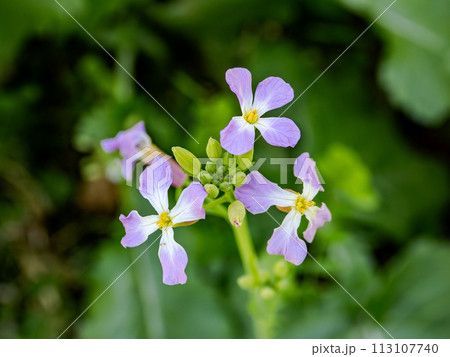 咲き始めたハマダイコン(浜大根)の花 咲き始めたハマダイコン(浜大根)の花 113107740