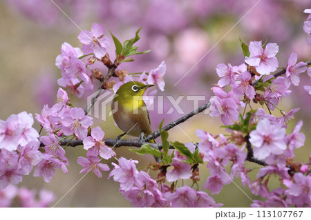 満開のカワツザクラの花に止まるメジロ 満開のカワツザクラの花に止まるメジロ 113107767